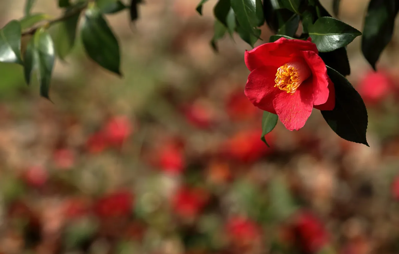 Photo wallpaper branches, red, Camellia