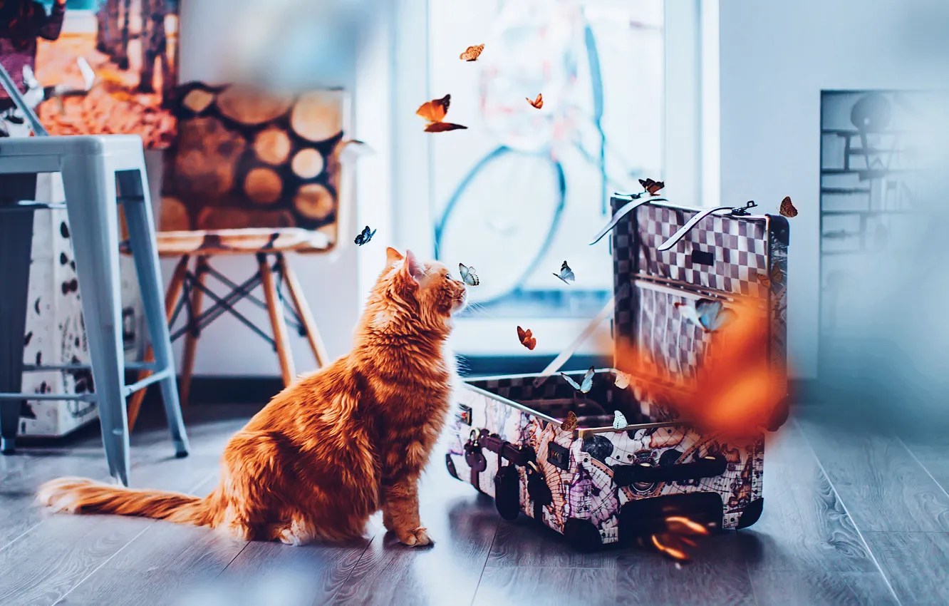 Photo wallpaper cat, cat, look, face, room, butterfly, picture, floor