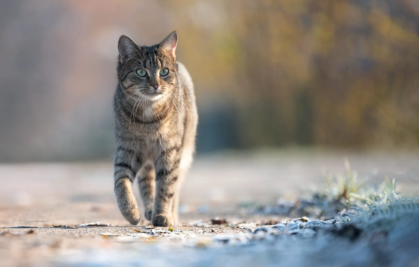 Photo wallpaper road, cat, cat, look, light, nature, grey, walk