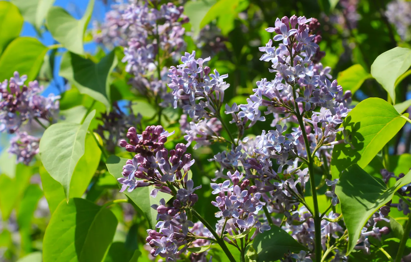 Photo wallpaper flower, spring, lilac, twig