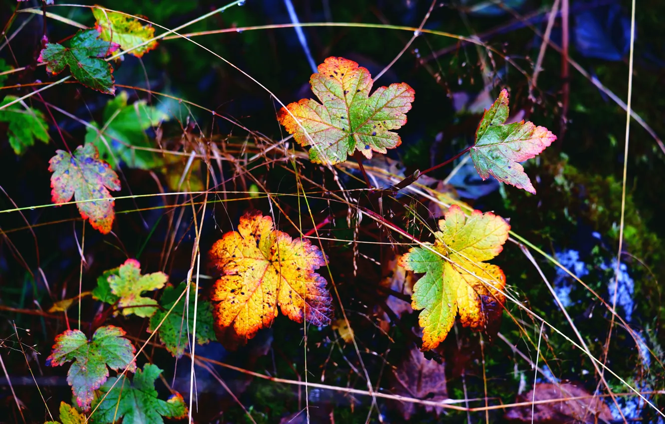 Photo wallpaper autumn, leaves, paint, composition