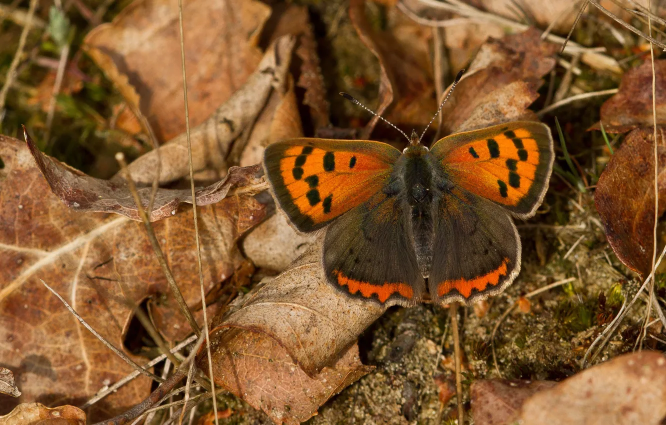 Photo wallpaper autumn, leaves, macro, orange, background, pattern, butterfly, foliage