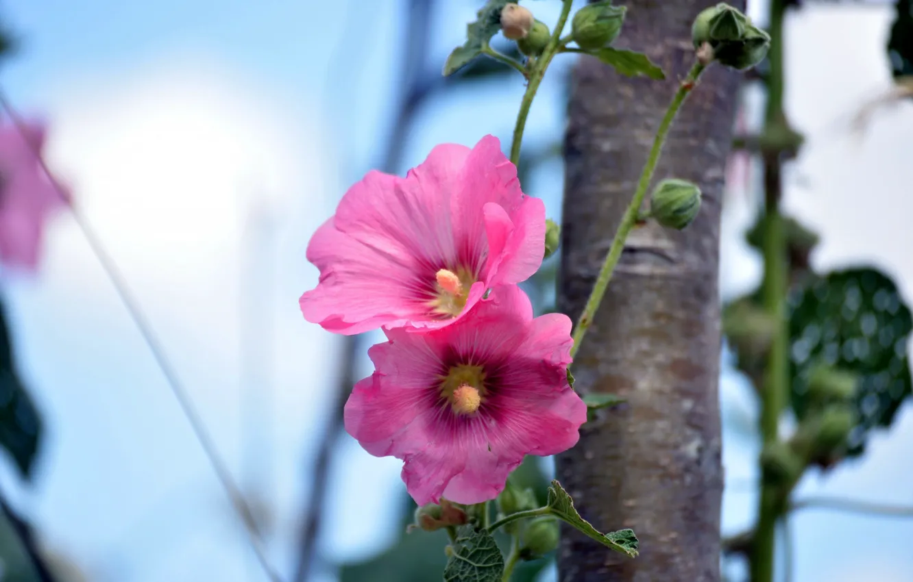 Photo wallpaper the sky, flowers, mallow