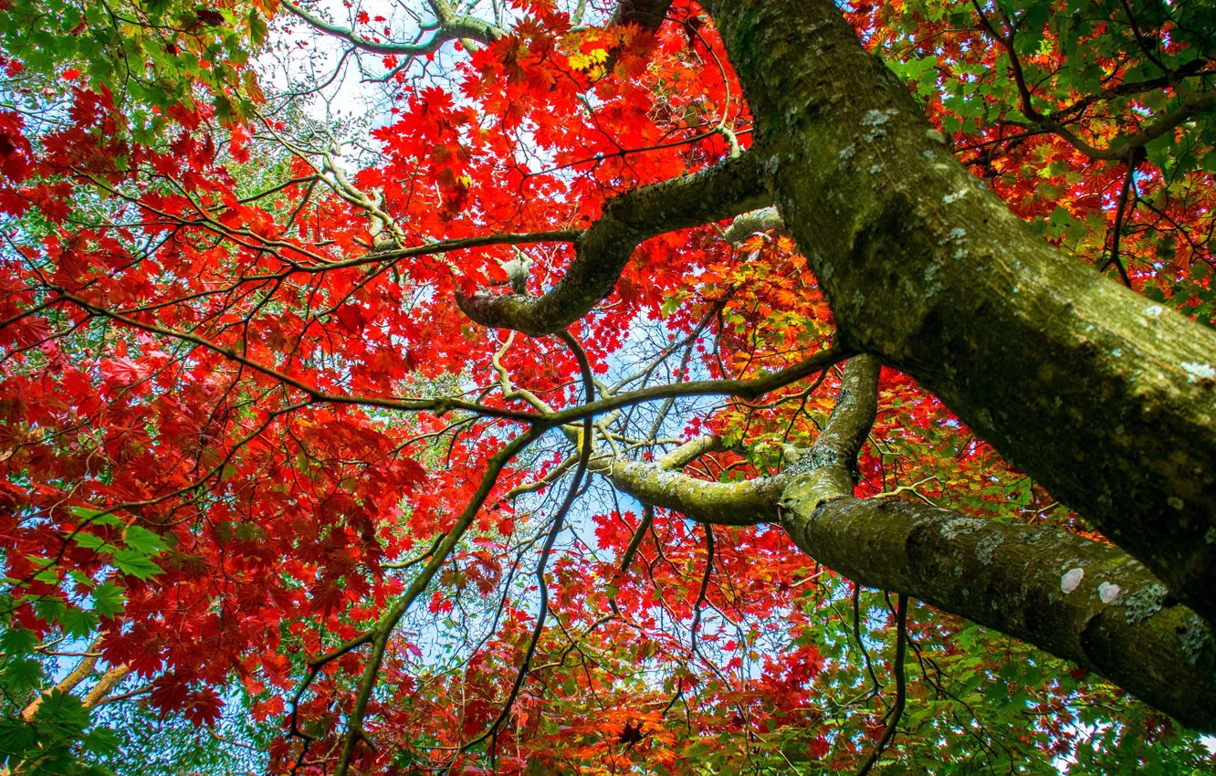 Photo wallpaper autumn, branches, tree, maple
