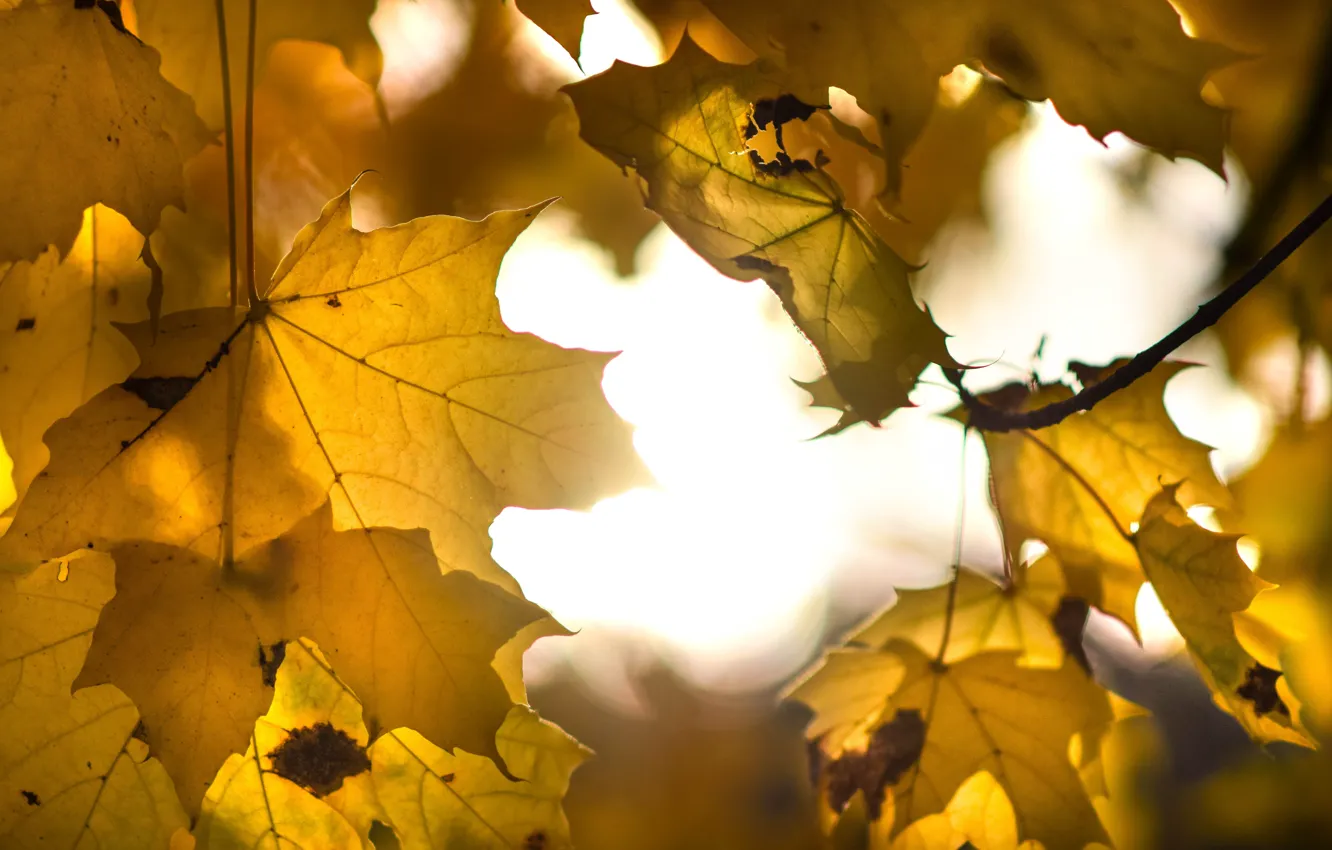 Photo wallpaper autumn, leaves, maple