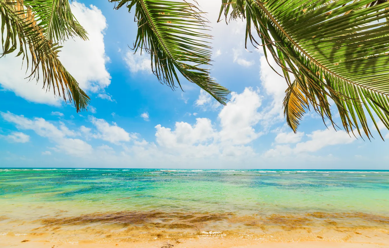 Photo wallpaper sand, sea, wave, beach, summer, the sky, palm trees, shore