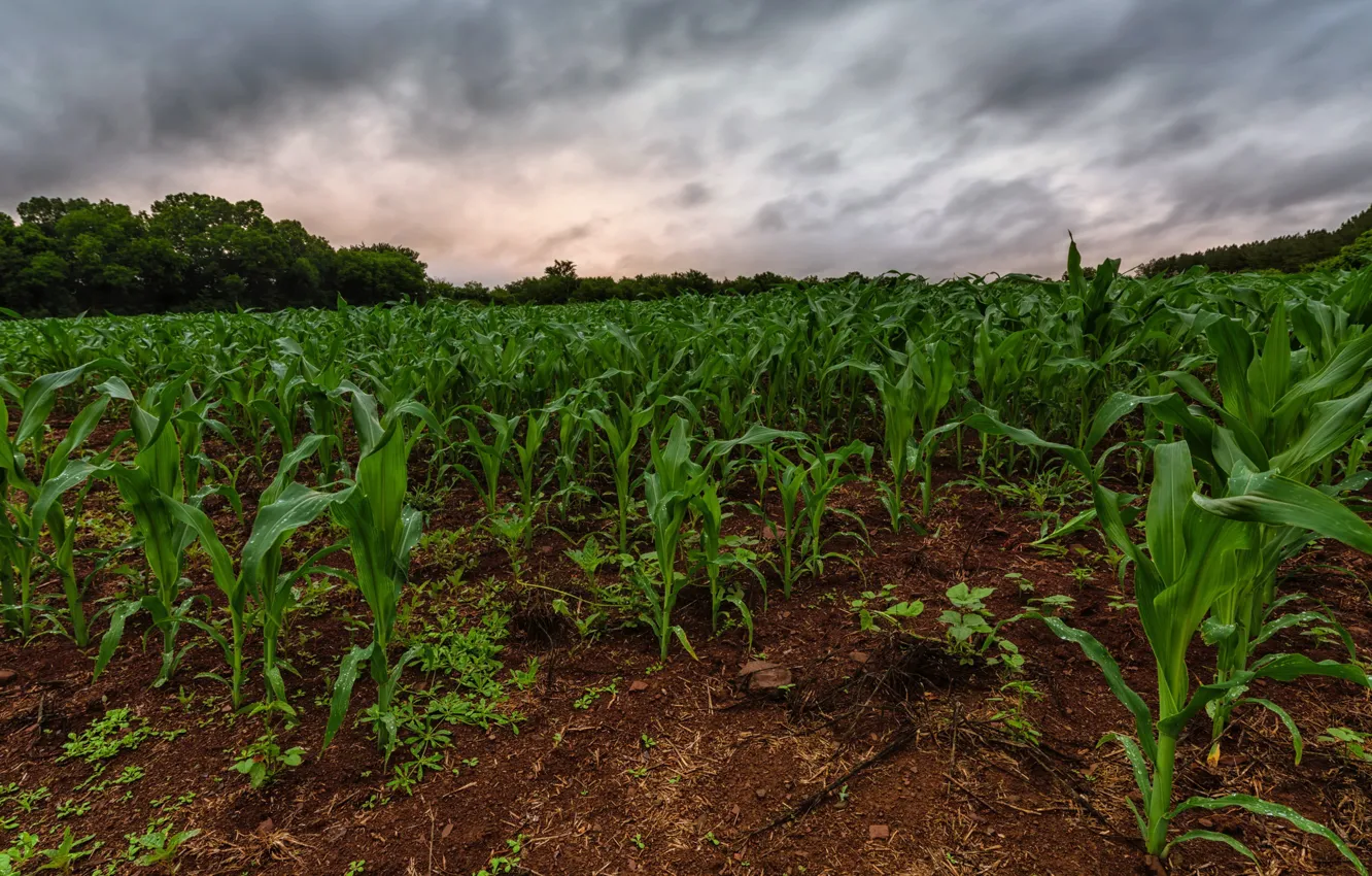 Photo wallpaper field, nature, corn