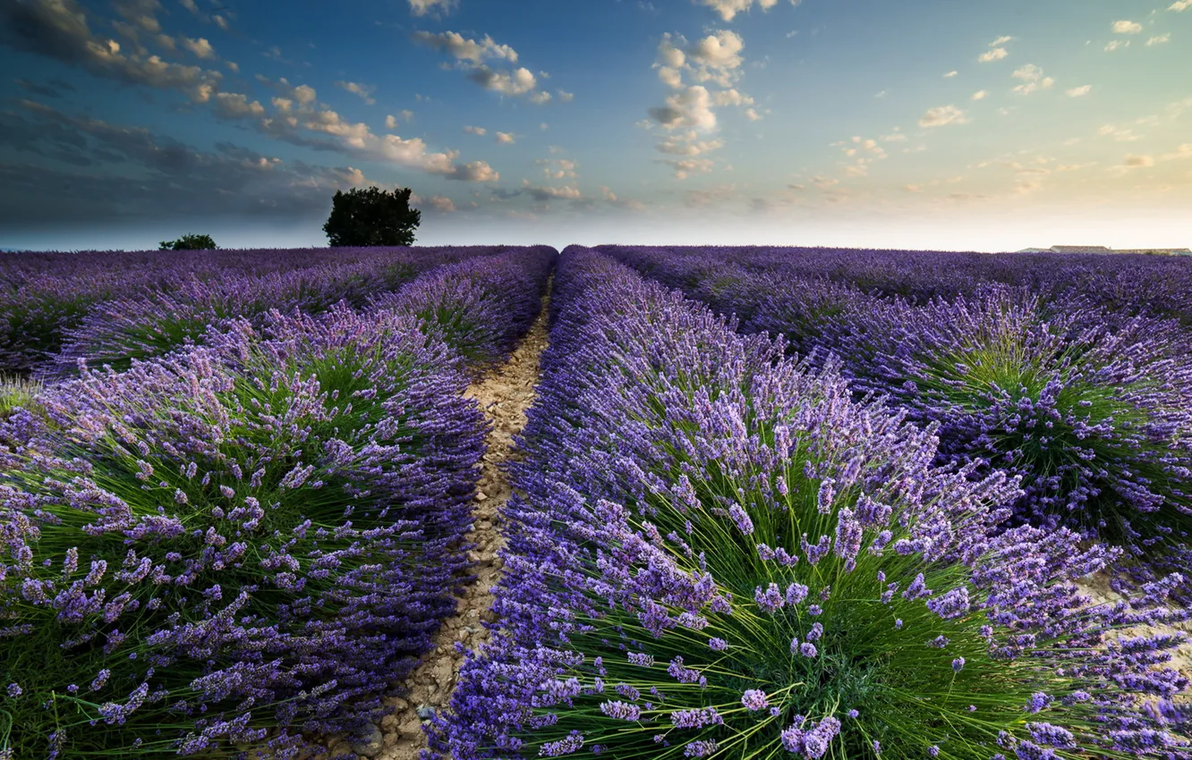 Photo wallpaper field, summer, lavender