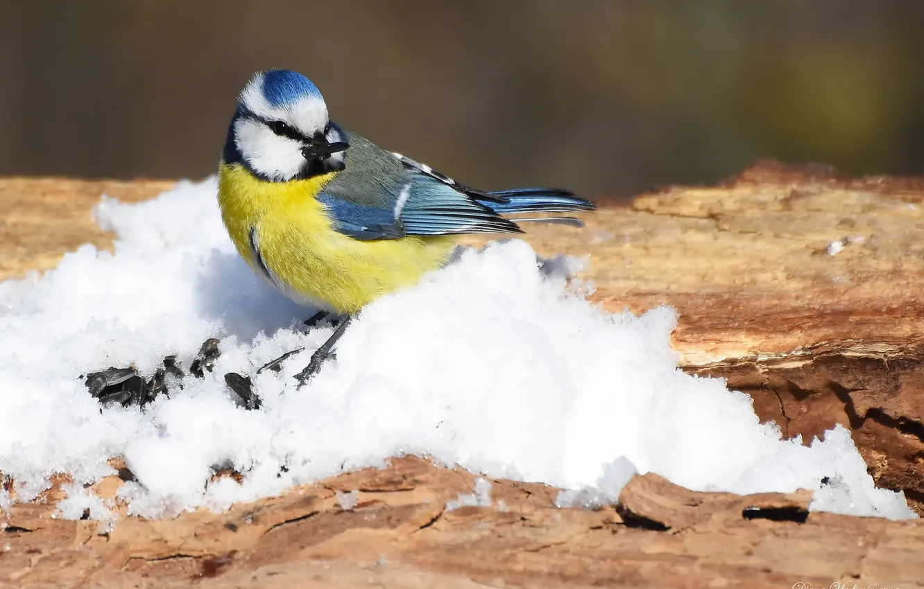 Photo wallpaper bird, blue tit, photohunt