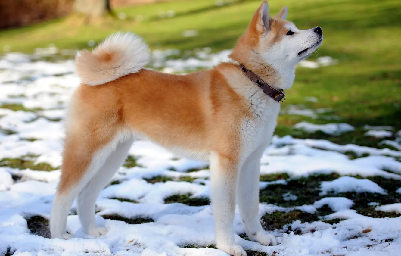 Photo wallpaper snow, each, dog, spring, puppy, collar, Akita inu