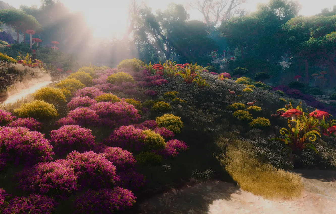 Photo wallpaper field, nature, The Witcher 3