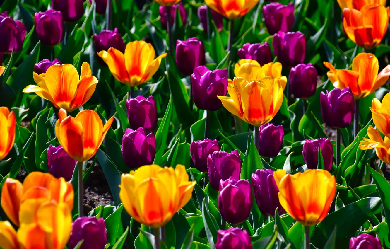 Photo wallpaper flowers, bright, spring, purple, assorted colors, tulips, orange, flowerbed