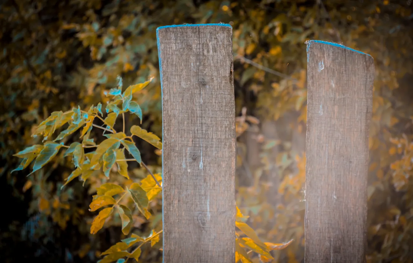 Photo wallpaper leaves, yellow, the fence