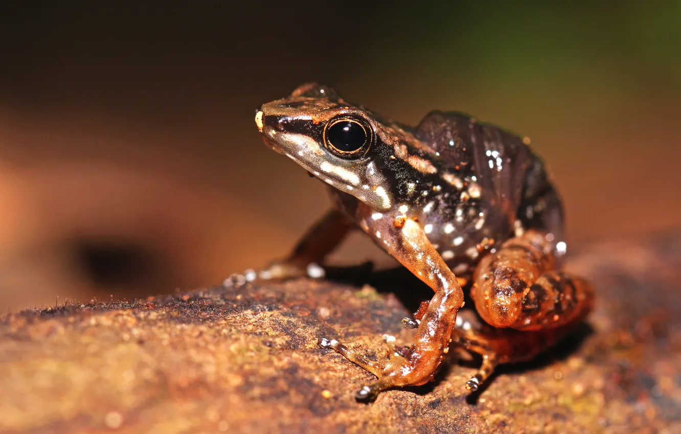 Photo wallpaper look, macro, pose, background, Shine, leaf, frog, brown