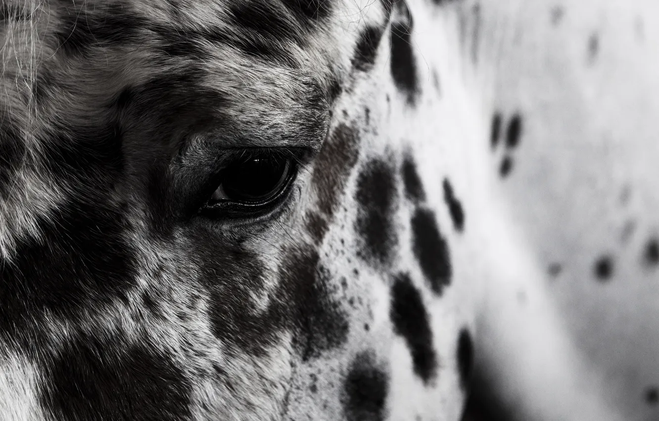 Photo wallpaper eyes, look, horse, horse, blur