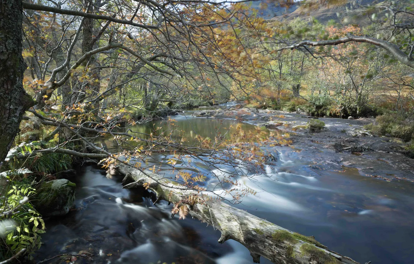 Photo wallpaper autumn, trees, river, stones, slope