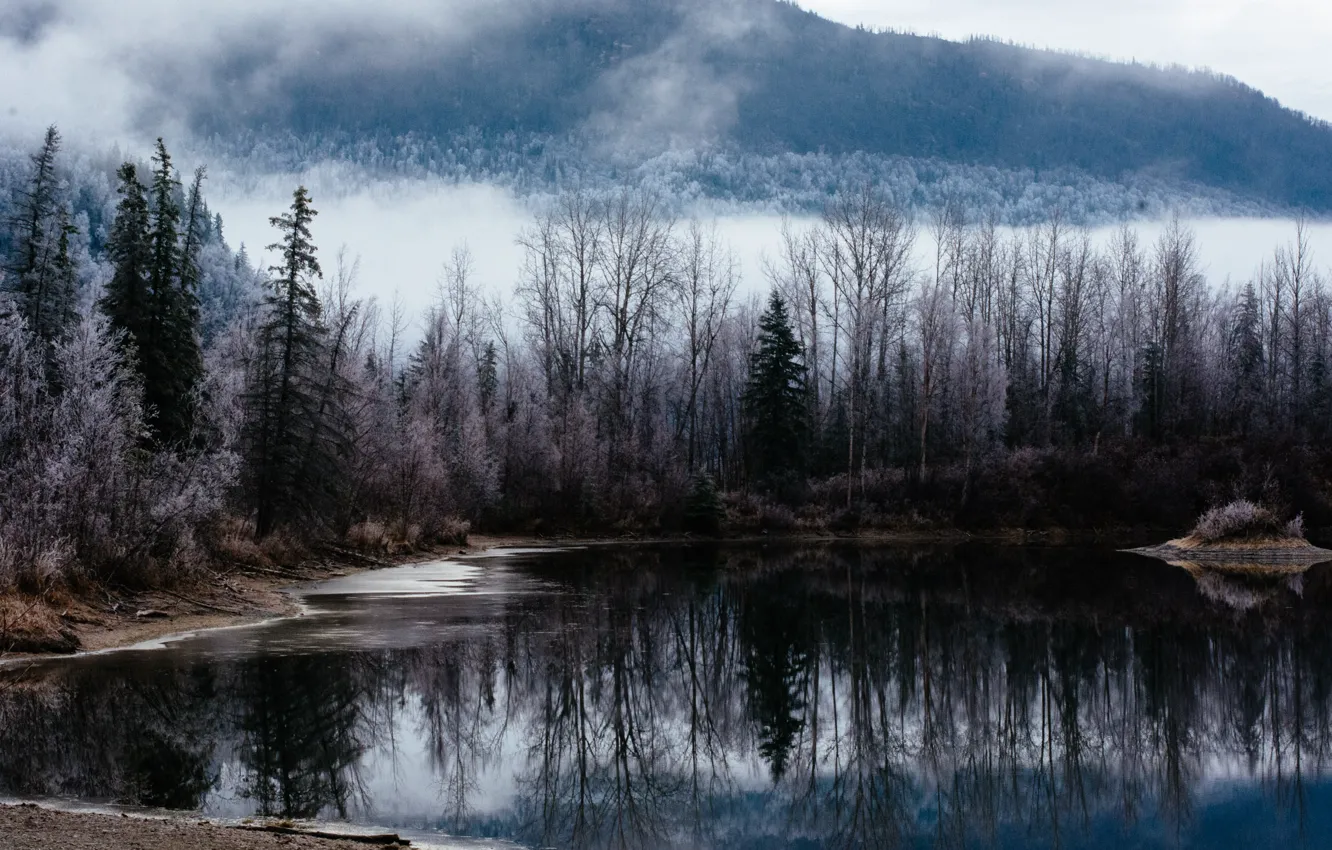 Photo wallpaper trees, fog, swamp