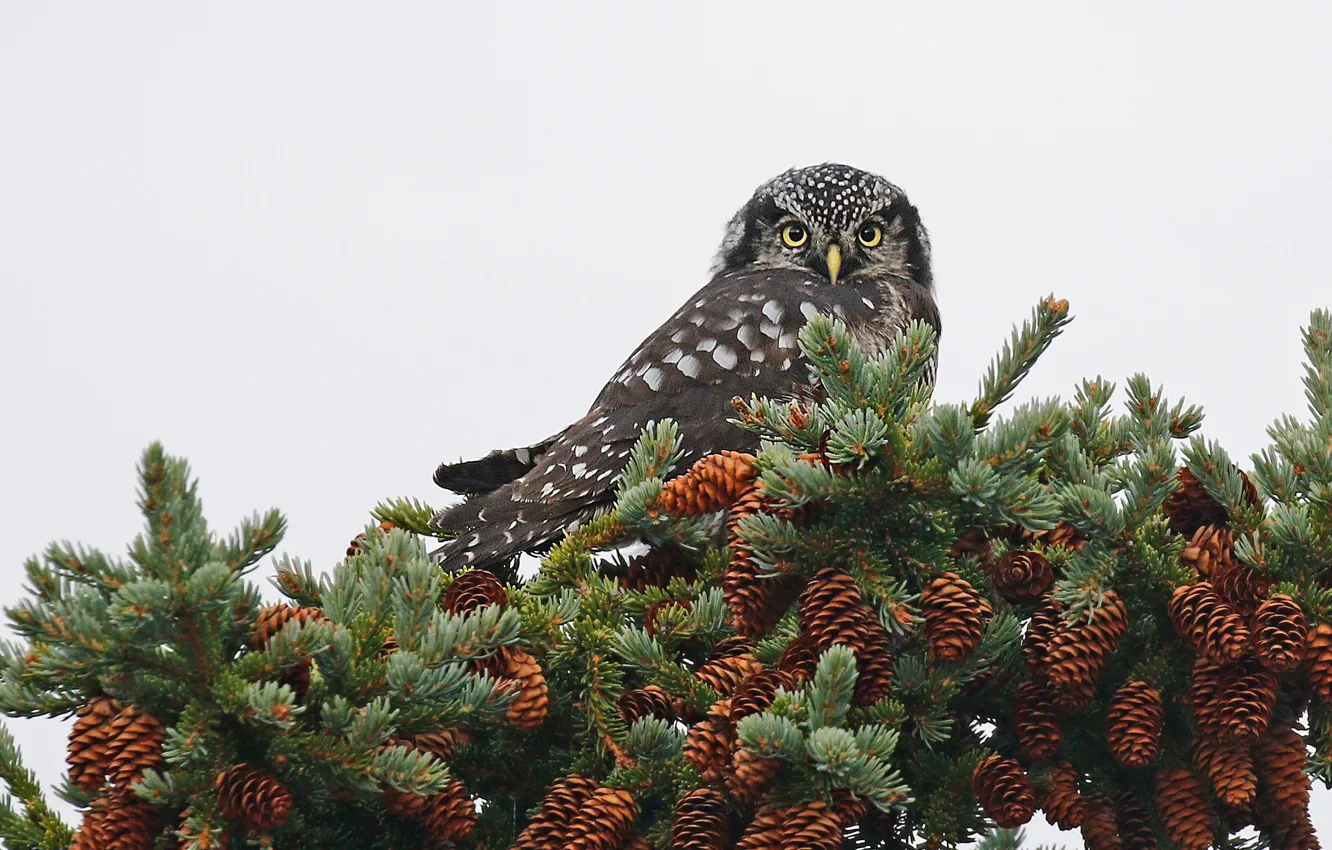 Photo wallpaper bird, beak, bumps, Hawk owl