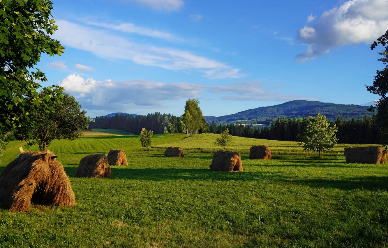 Photo wallpaper field, summer, grass, trees, hay, straw, haystacks