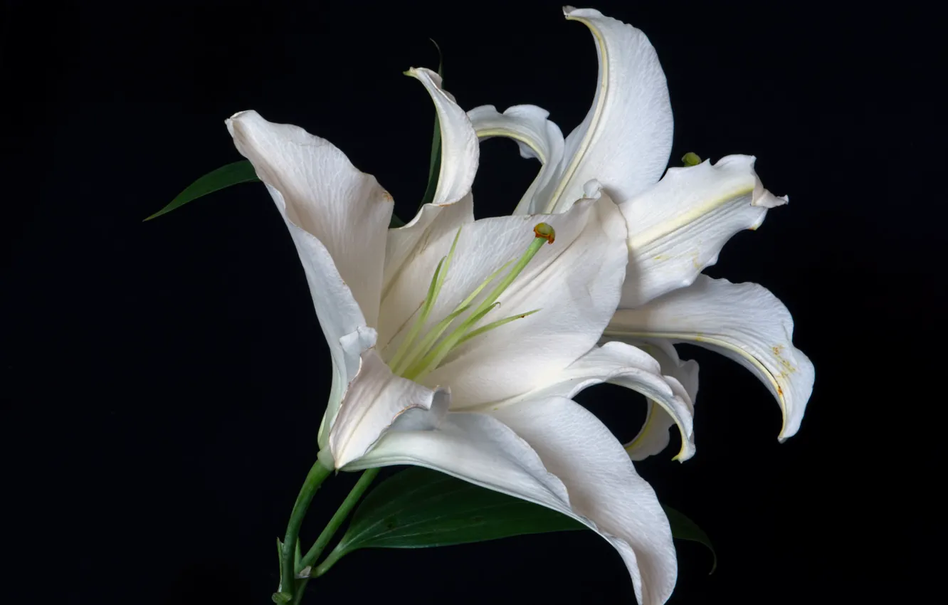 Photo wallpaper macro, background, Lily, petals