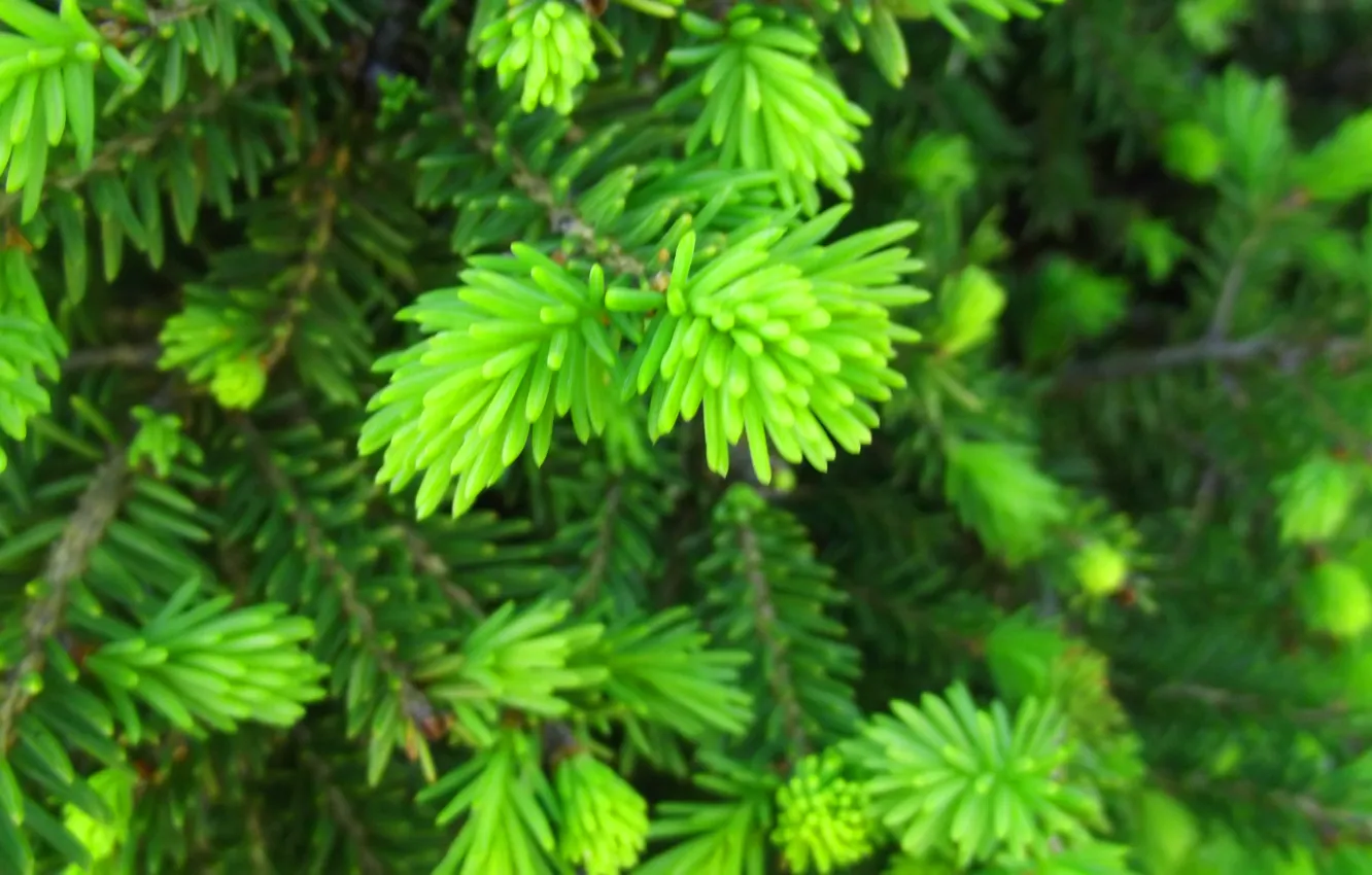 Photo wallpaper macro, green, tree