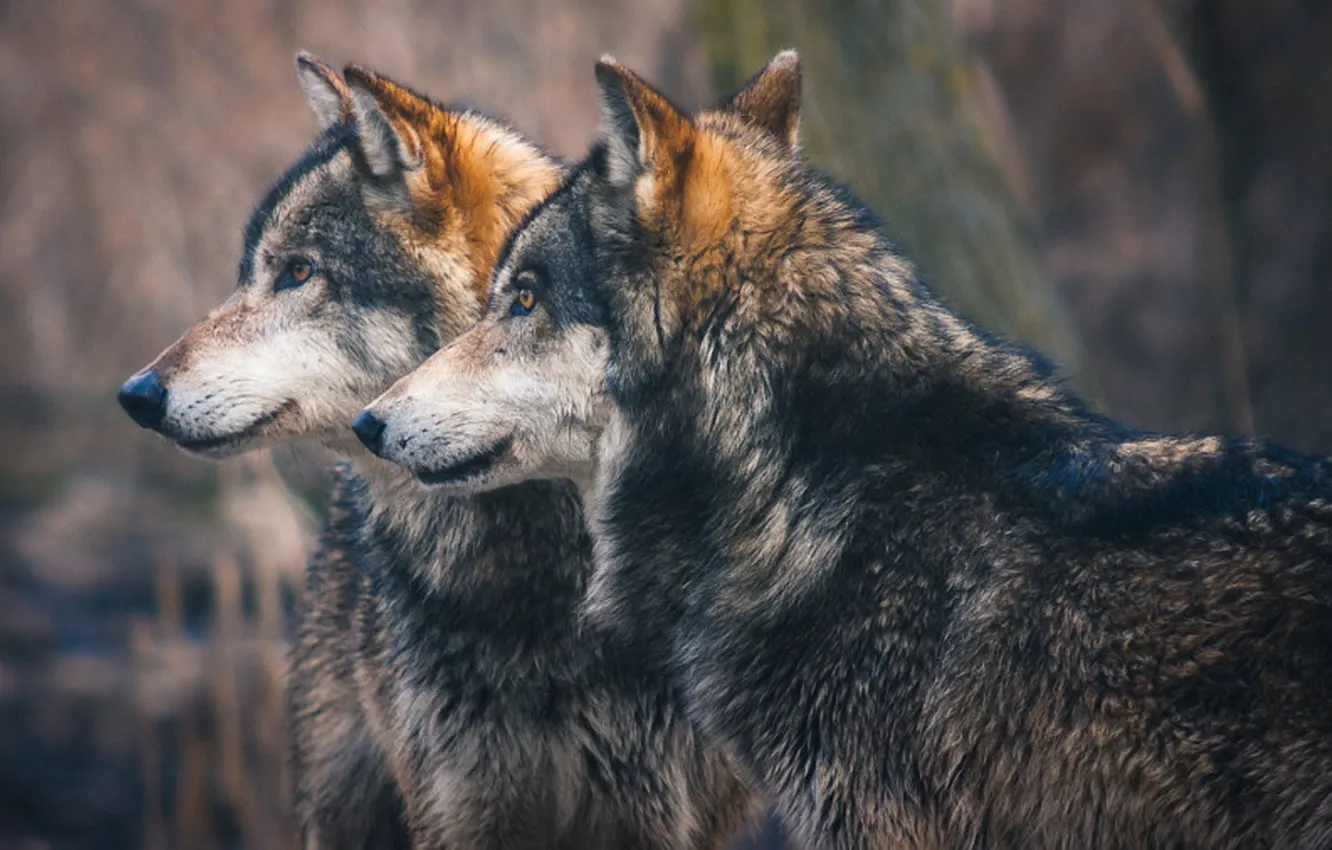 Photo wallpaper Predator, nature, animal, wolf, wildlife, portrait, portrait., Canis lupus. face
