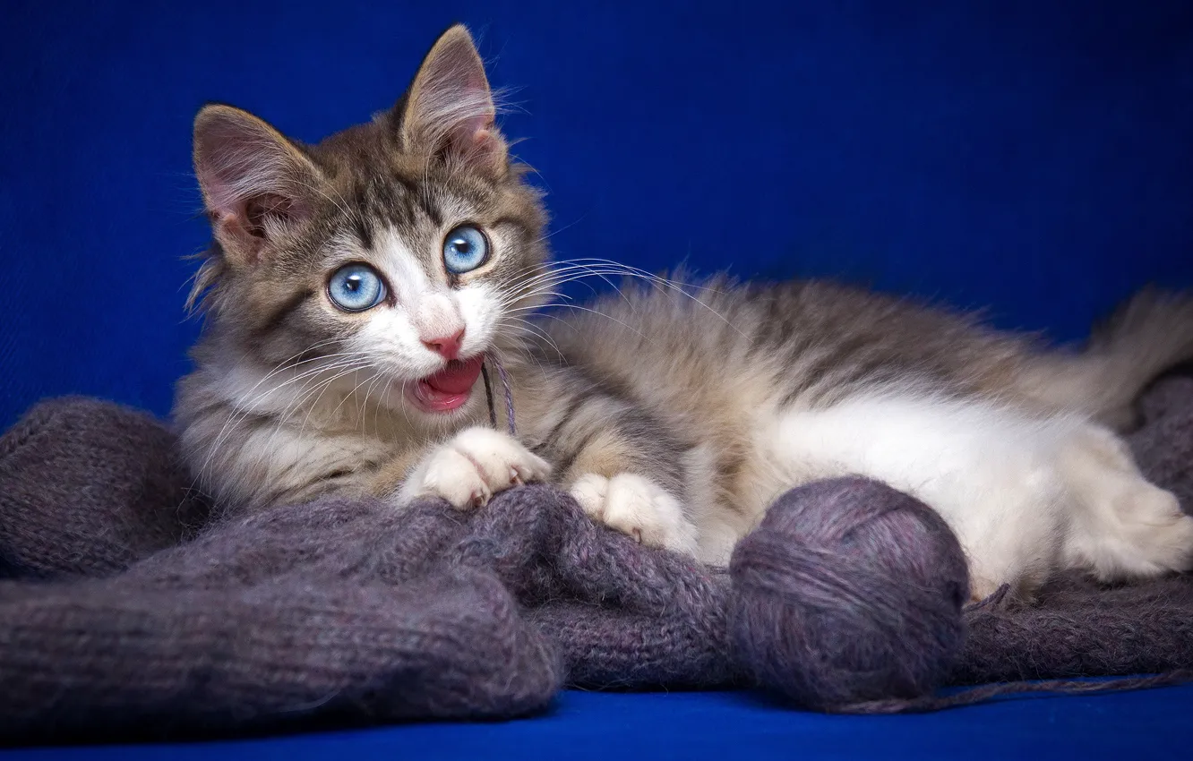 Photo wallpaper language, cat, cat, blue, tangle, kitty, grey, background