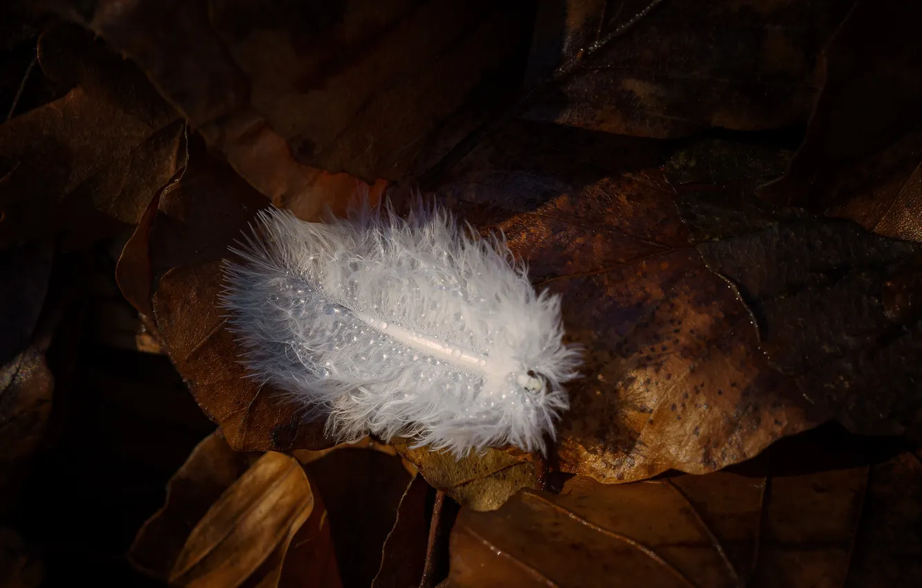 Photo wallpaper autumn, leaves, Rosa, feathers, fluff, dampness