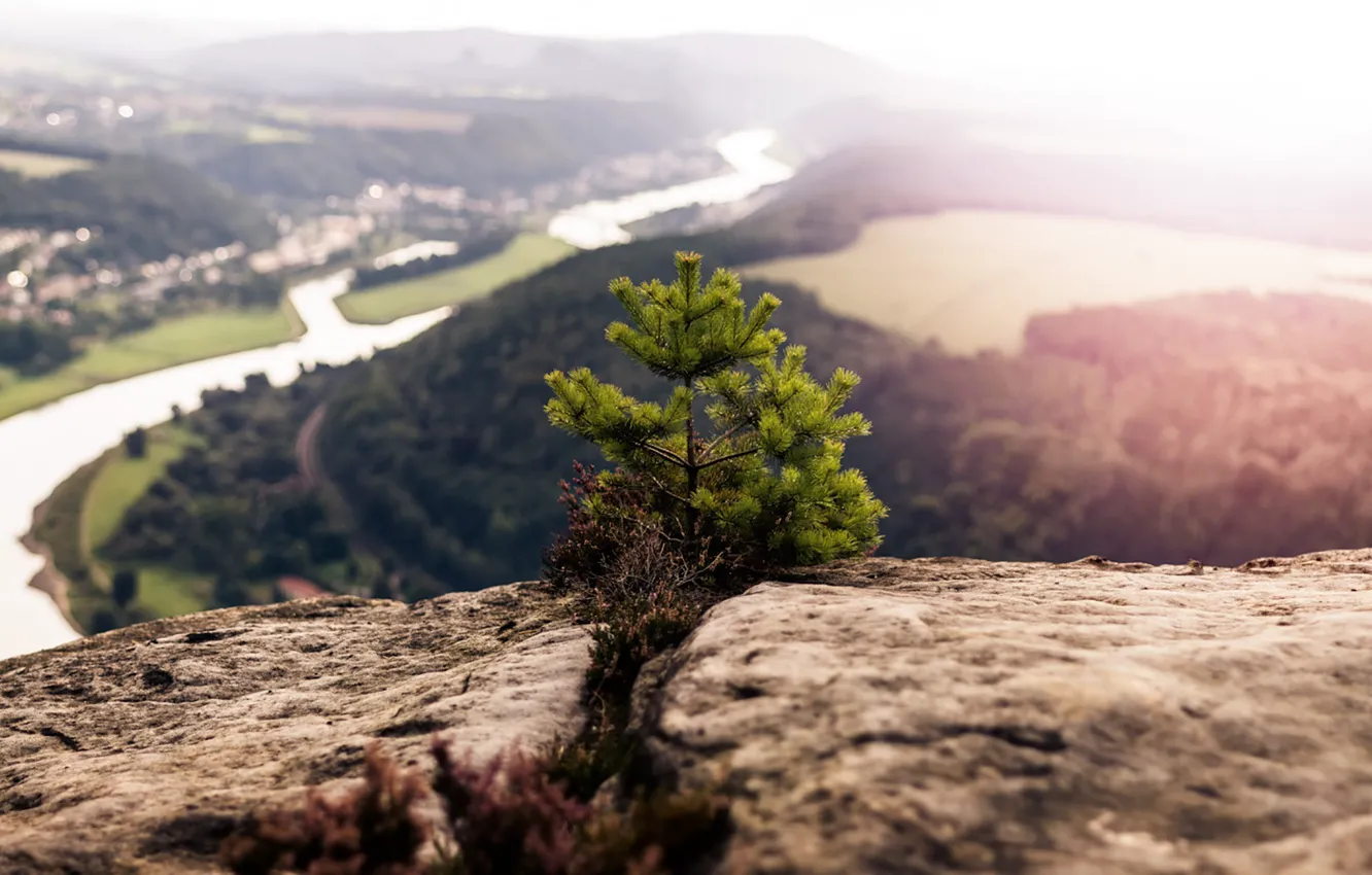 Photo wallpaper rock, river, mountain, valley, top, sunlight, pine