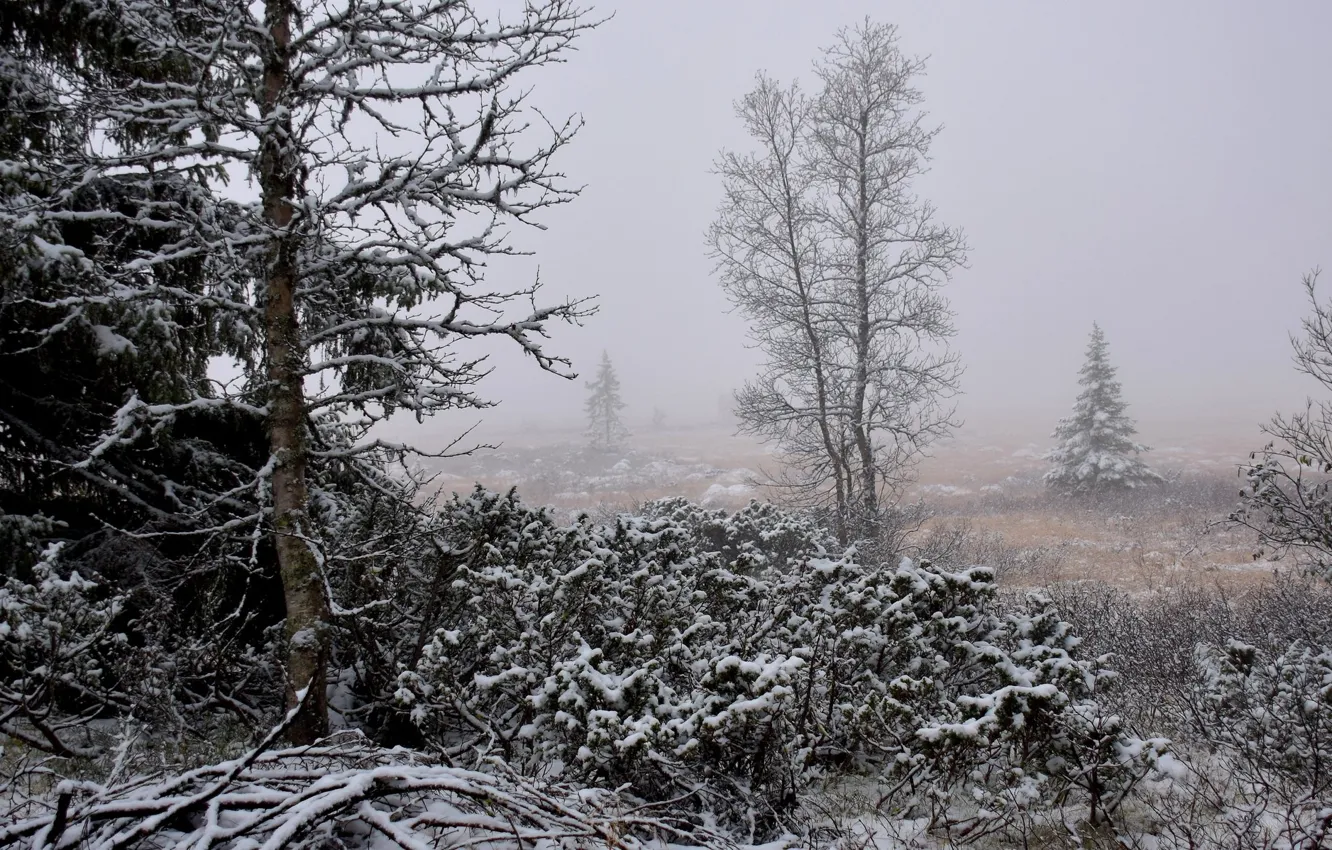Photo wallpaper winter, snow, landscape, nature, fog, beauty