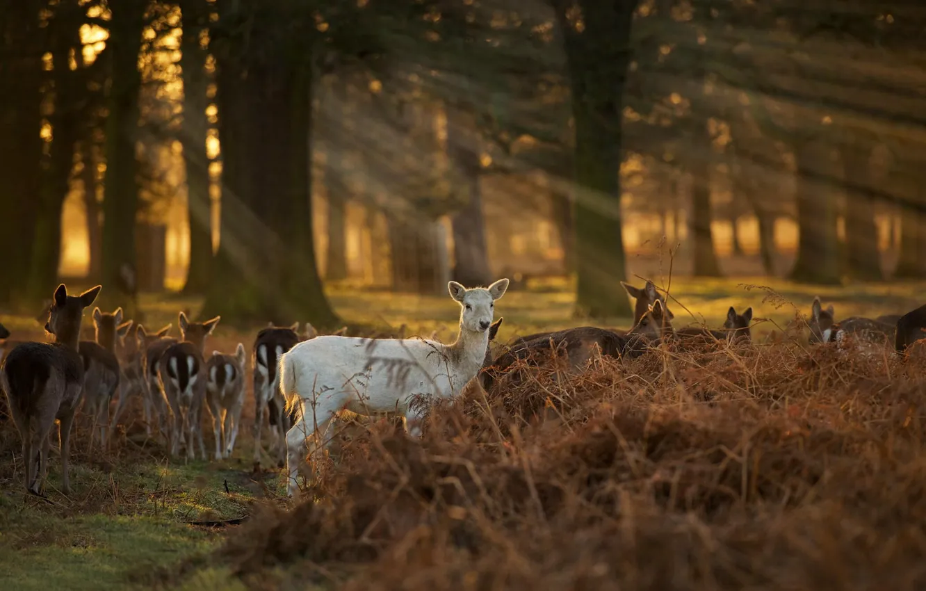 Photo wallpaper forest, deer, The White Faun