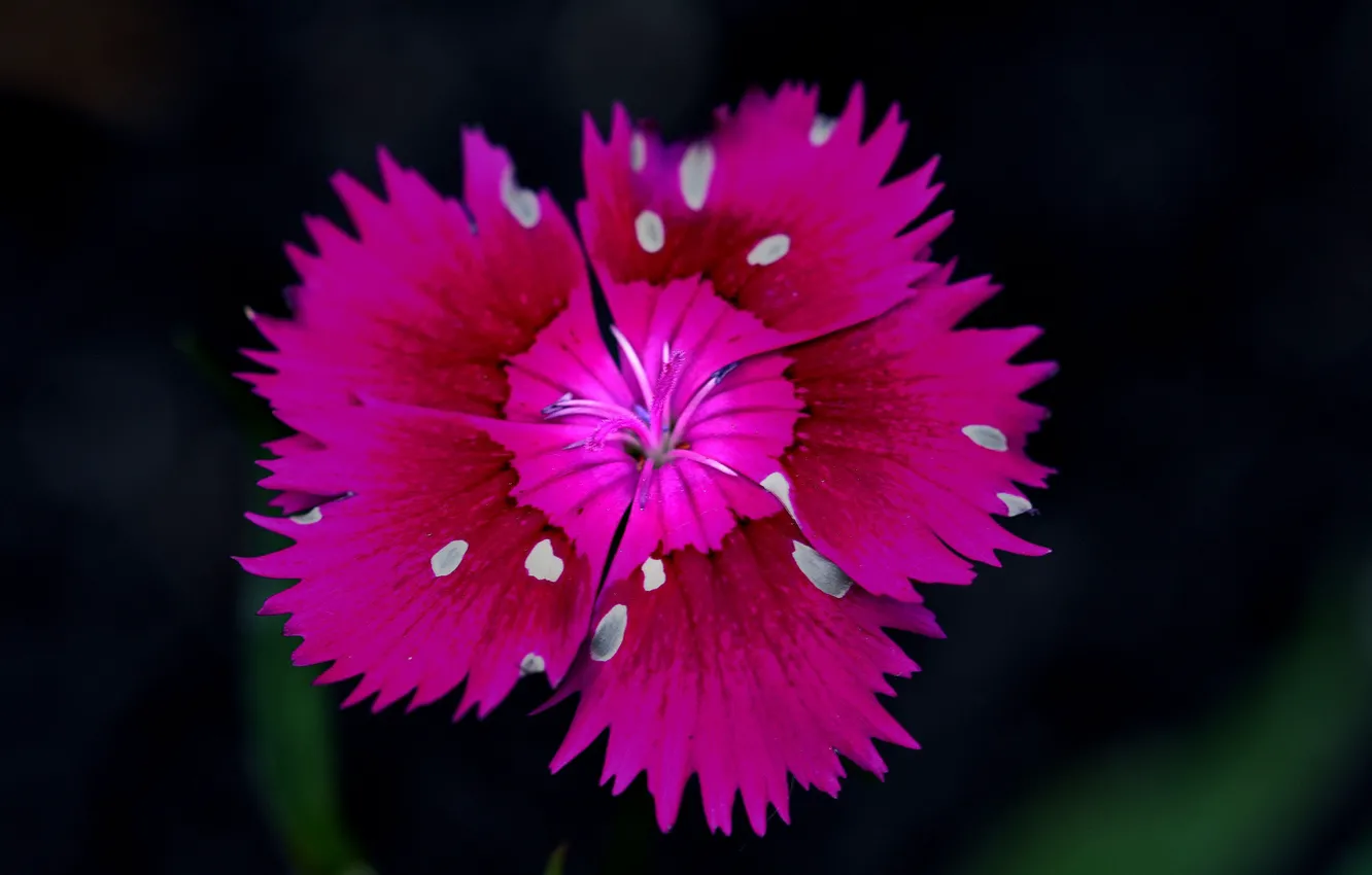 Photo wallpaper macro, flowers, petals, Chinese carnation