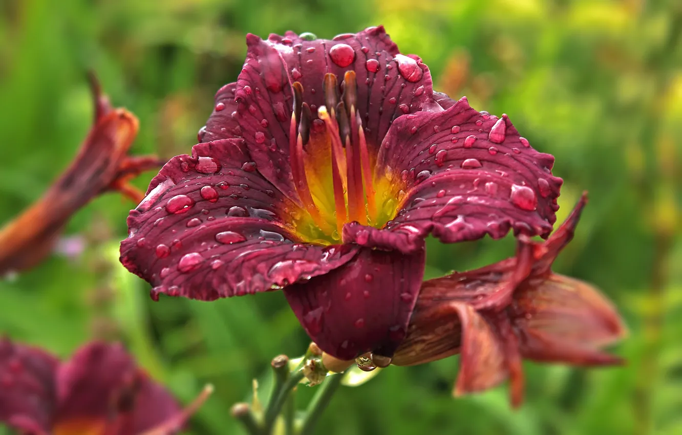 Photo wallpaper drops, macro, flowers, red, Rosa, Lily, stamens, water drops