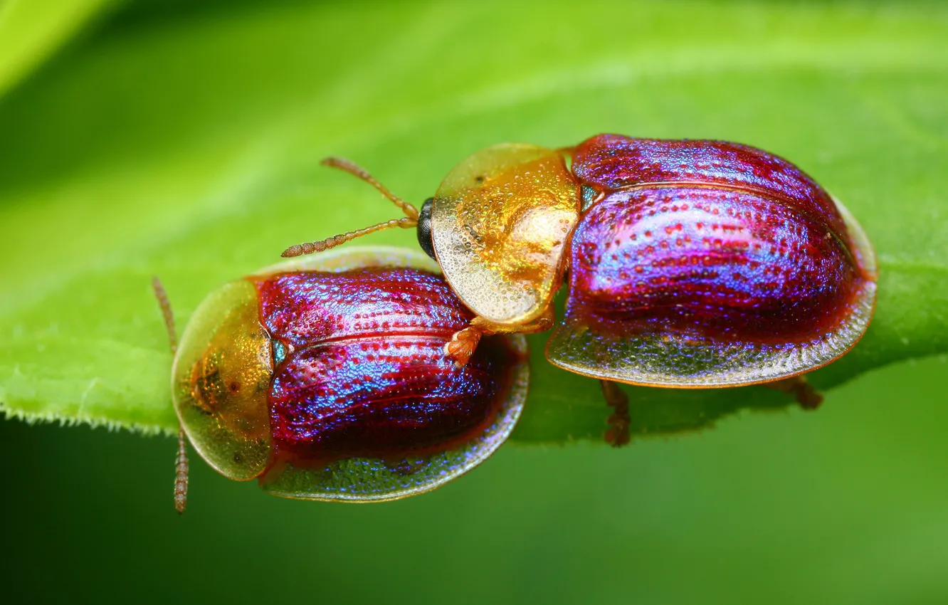 Photo wallpaper erotic, macro, love, green, background, sweetheart, two, leaf