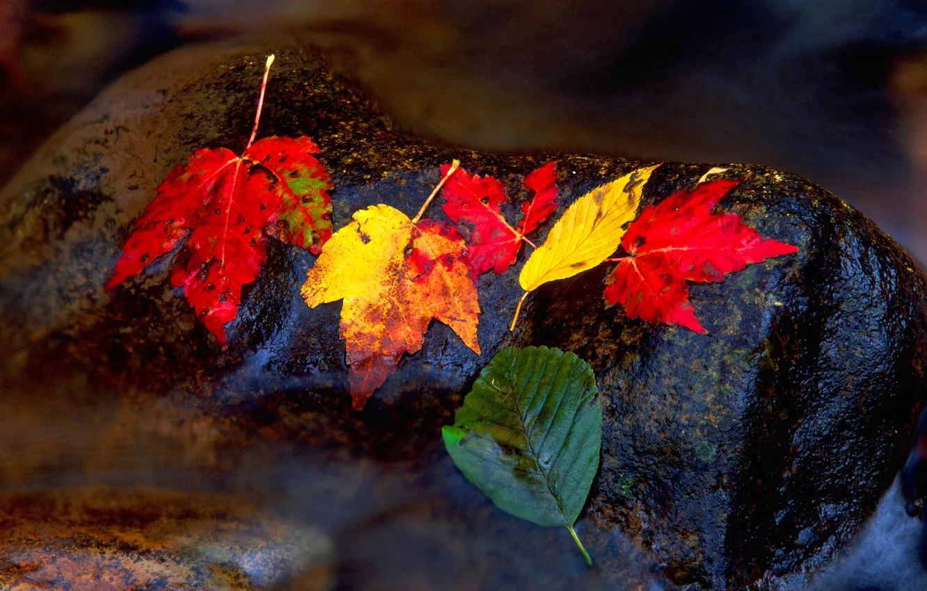Photo wallpaper autumn, leaves, water, nature, stream, stone