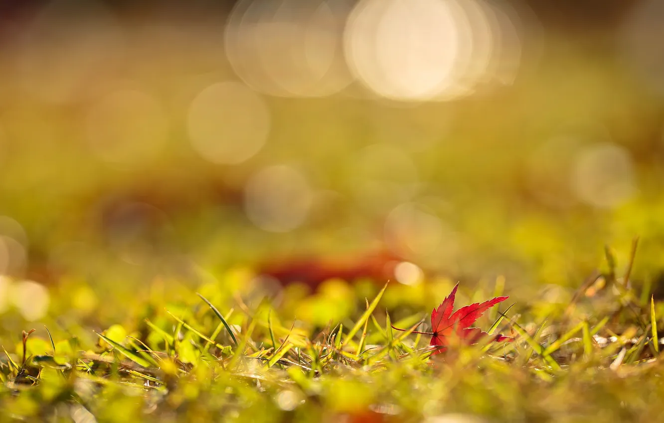 Photo wallpaper grass, leaves, light