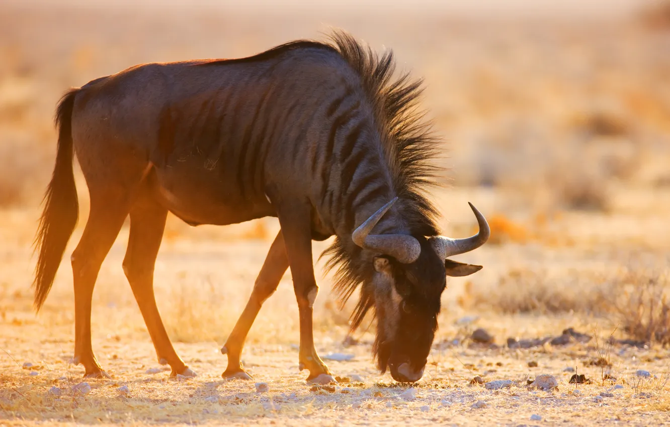 Photo wallpaper dawn, eating, Wildebeest