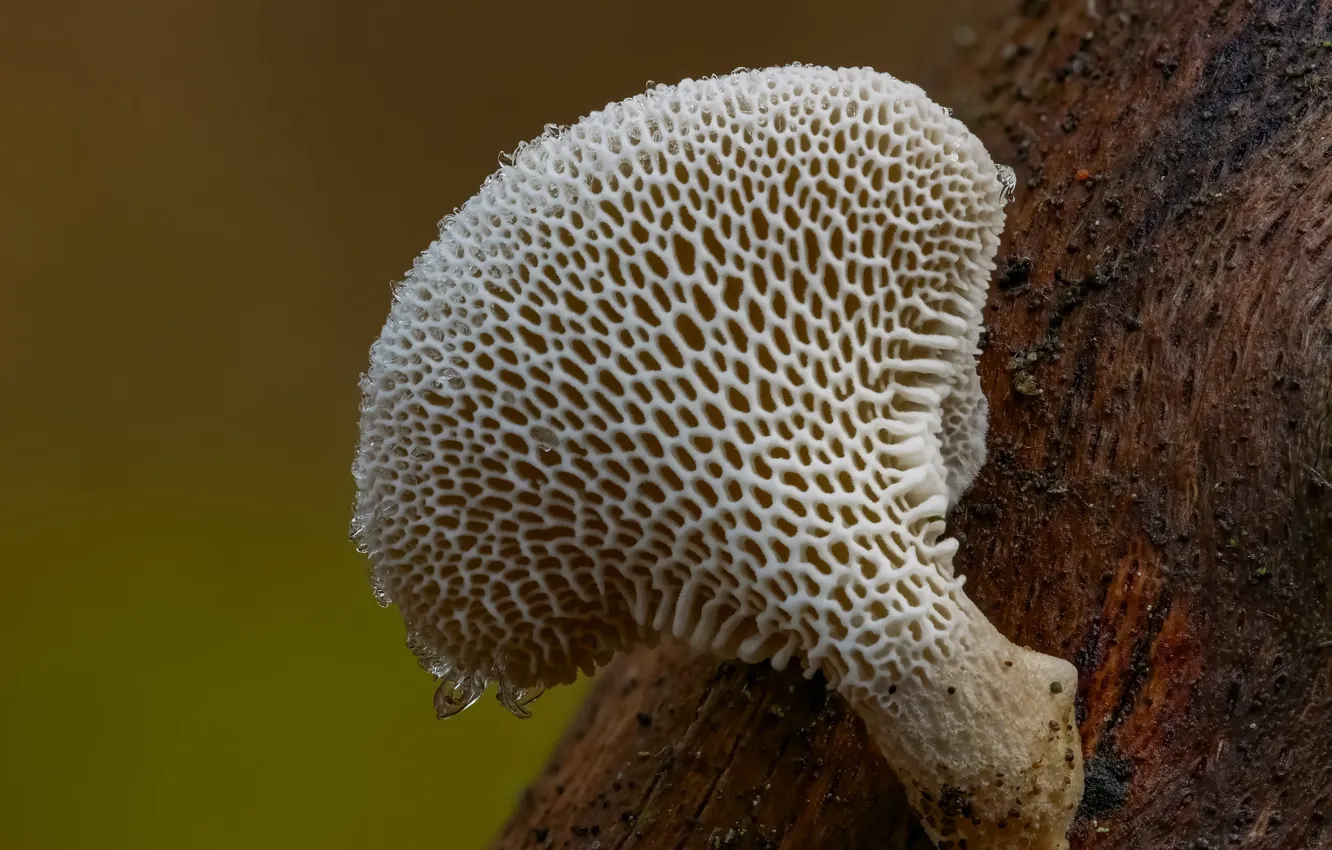 Photo wallpaper ice, background, mushrooms, Beat Buetikofer
