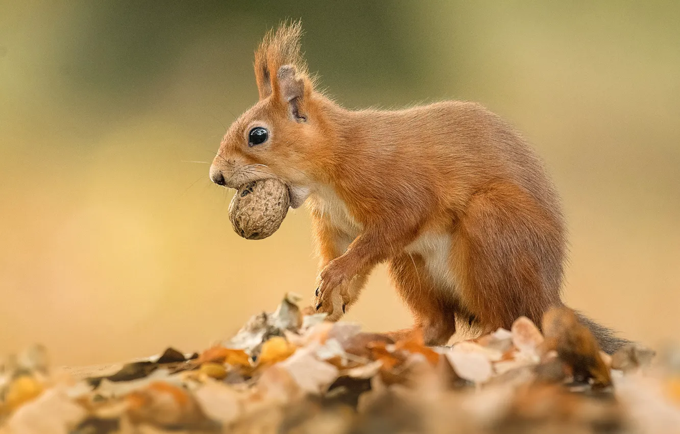 Photo wallpaper leaves, background, walnut, protein, red, rodent