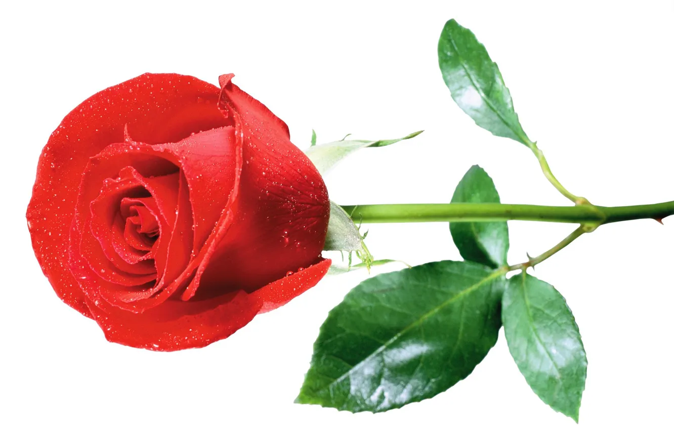 Photo wallpaper flower, rose, white background, red rose