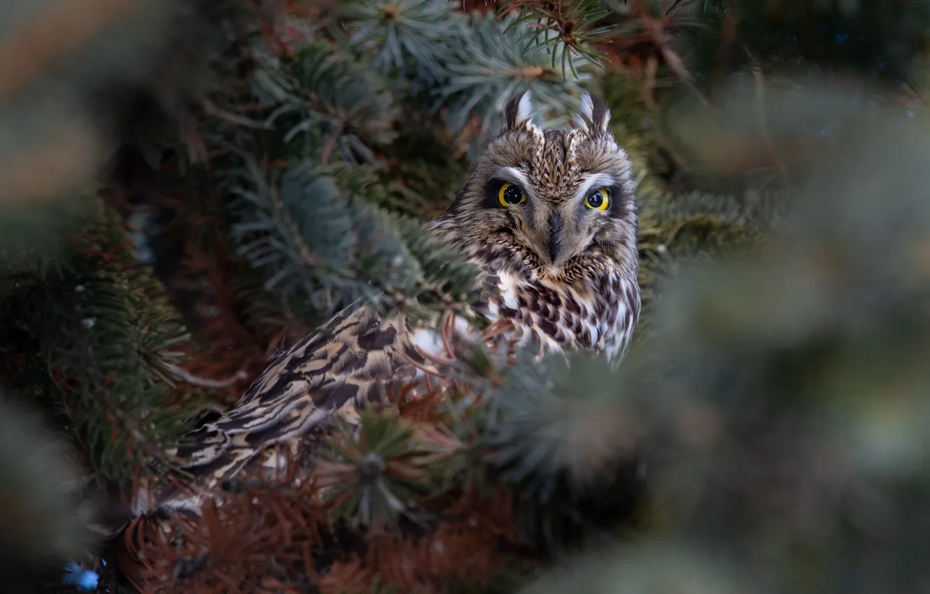 Photo wallpaper branches, owl, bird, Short-eared owl
