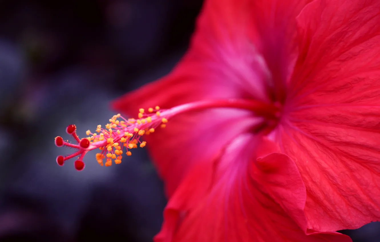 Photo wallpaper flower, macro, red, focus, hibiscus