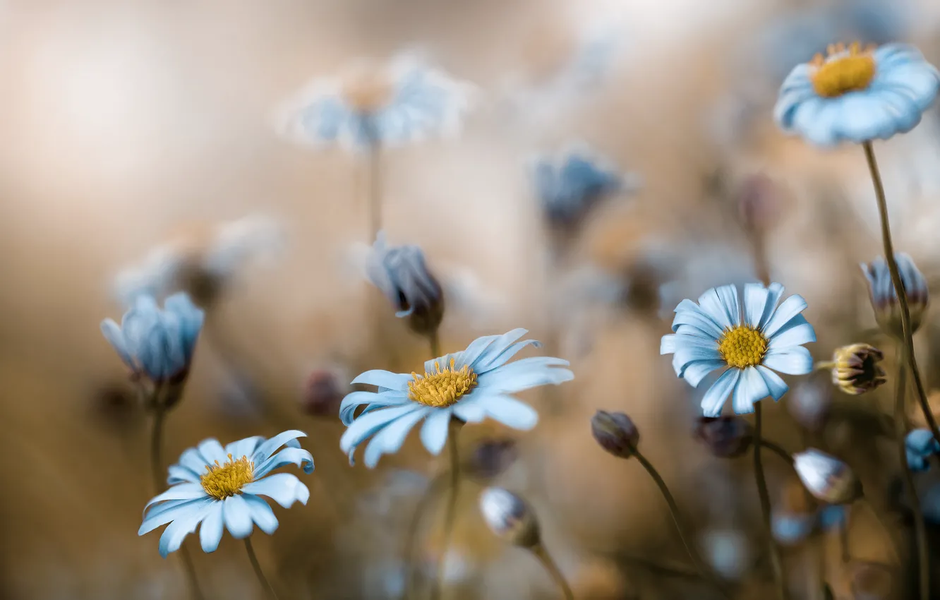 Photo wallpaper flowers, background, chamomile, blur, blue