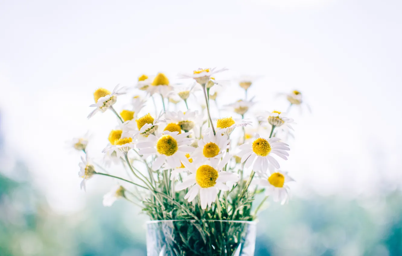 Photo wallpaper chamomile, bouquet, flowers, daisies, vase, bouquet, decor, Daisy