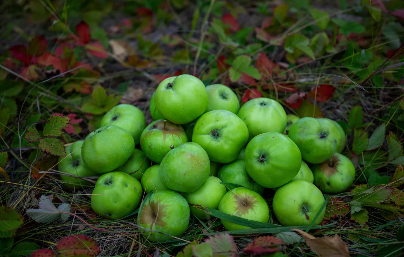 Photo wallpaper green, apples, garden