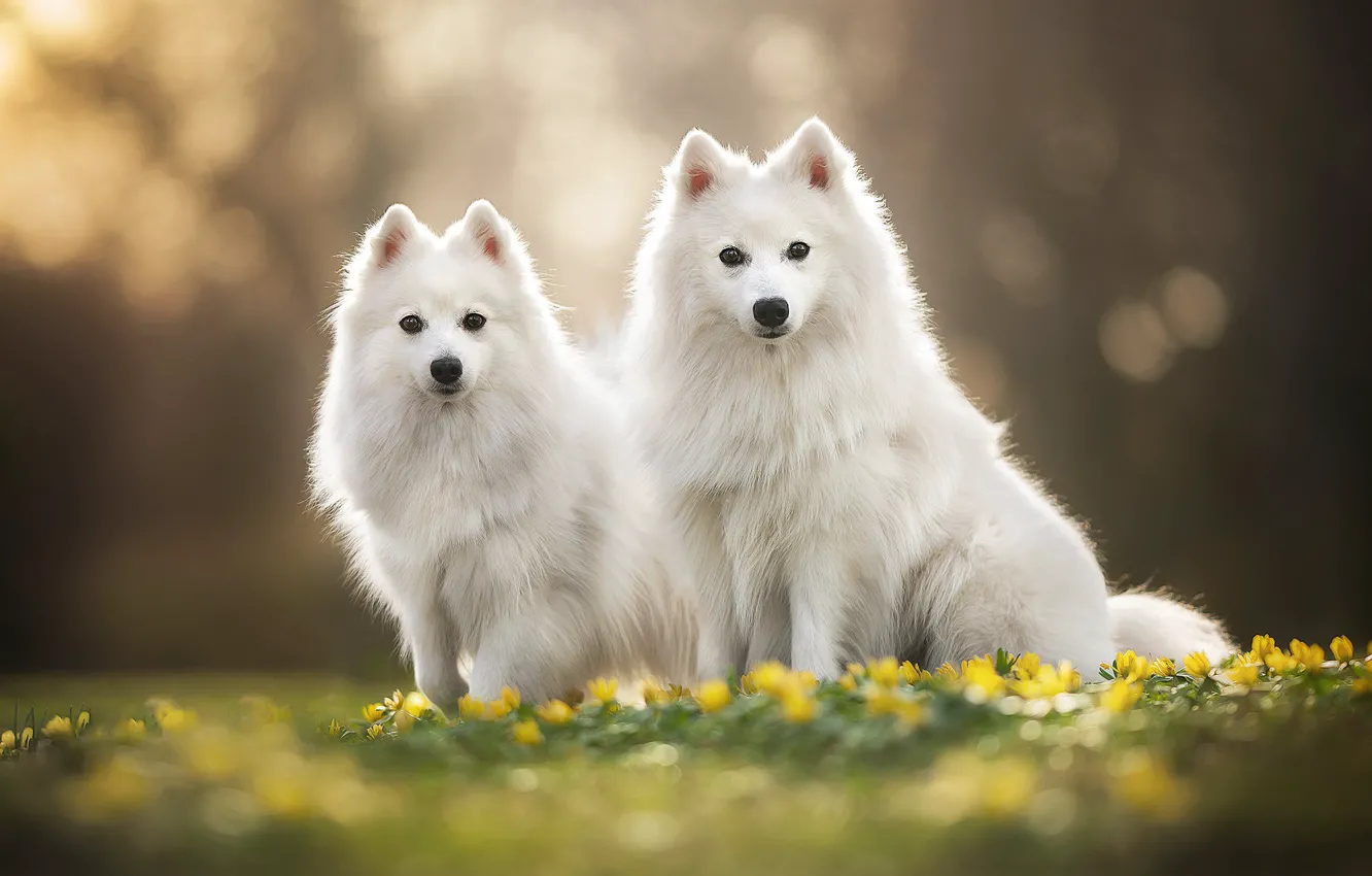 Photo wallpaper flowers, a couple, bokeh, two dogs, The Japanese Spitz