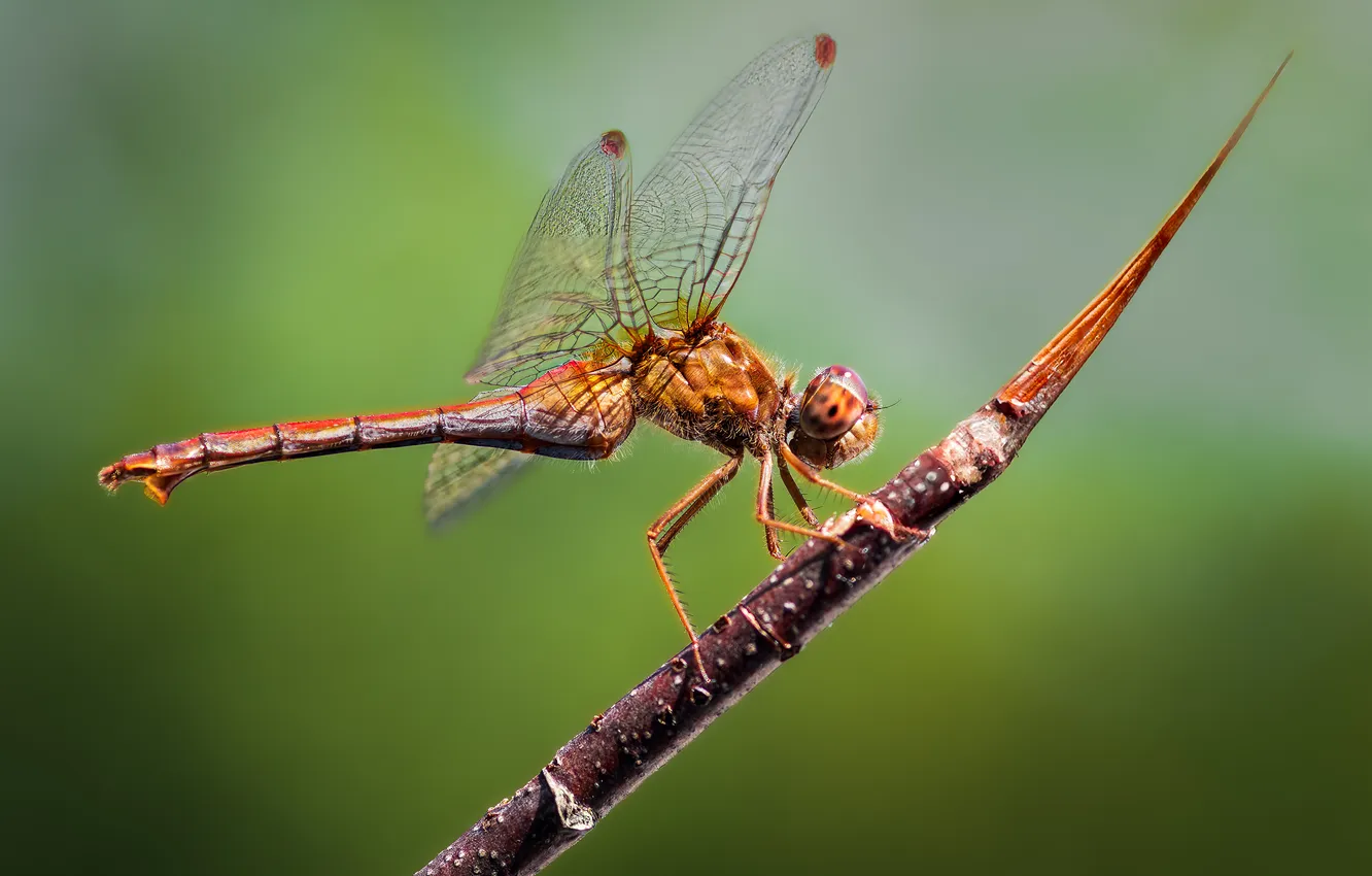 Photo wallpaper flying, dragonfly, insect