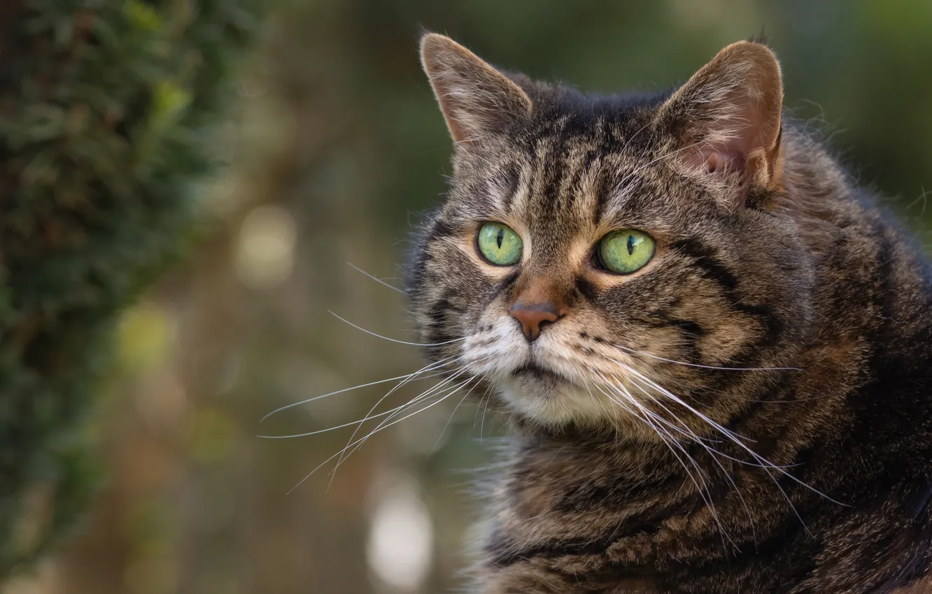 Photo wallpaper cat, cat, look, pose, face