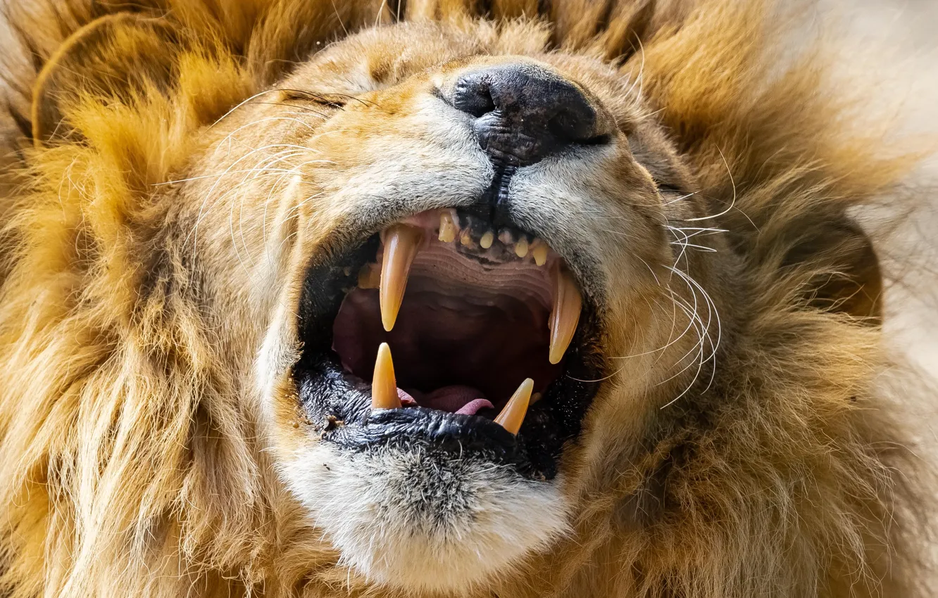 Photo wallpaper face, Leo, mouth, mane, the king of beasts, fangs, grin, wild cat