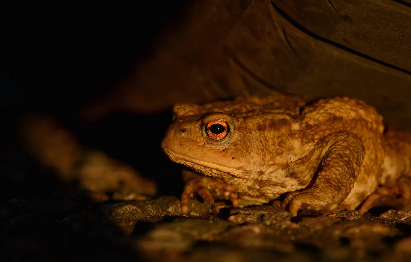 Photo wallpaper light, stones, shore, frog, toad